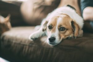 5 неочевидних речей, які викликають страх у домашніх вихованців.
