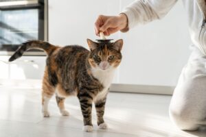 Чому у кішки випадає шерсть: можливі причини та що робити?