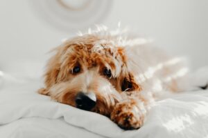Чи можуть собаки відчувати ревнощі?