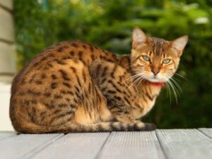 Чи можна брати кота / кішку за загривок / холку?