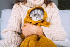 Чи відчувають кішки холод і чи потрібний їм одяг насправді?
