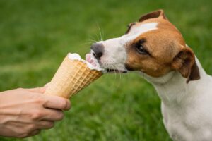 12 продуктів із вашого столу, які смертельно небезпечні для собак.