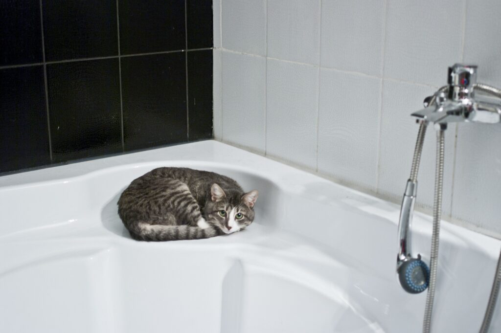 Чому кішки / коти бояться води?