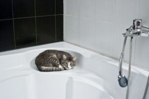 Чому кішки / коти бояться води?