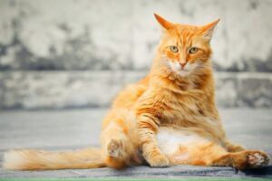 Чому у кішки / кота лупа: причини, лікування.