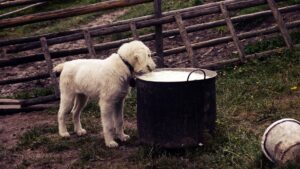 Чи можна годувати цуценя коров’ячим молоком?