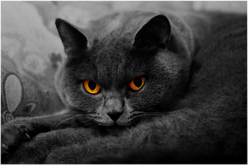 Дерматофітоз / стригучий лишай у кішок / котів: лікування.