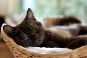 Катозал для кішок / котів: повна інструкція.