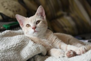 Навіщо коти / кішки мнуть / топчуть людину лапами і чому це корисно?