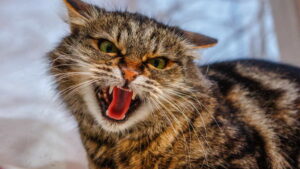 Як відучити кота / кішку / кошеня кусатися?