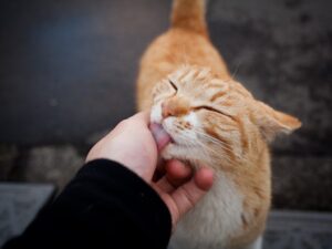 Звички кішок / котів: чому кішка / кіт робить це?