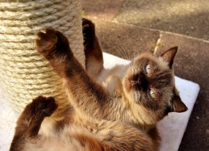 5 причин завести домашню тварину.