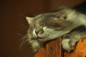 Анемія у кішок / котів: причини, симптоми, лікування.