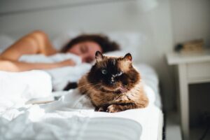 Чому кішка любить залазити до вас у ліжко: 5 дуже милих причин.