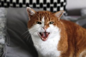 Чому кішки та коти шиплять?