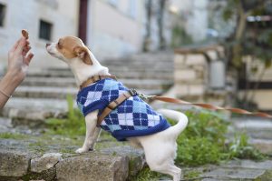 Економія на утриманні собаки: користь чи шкода?