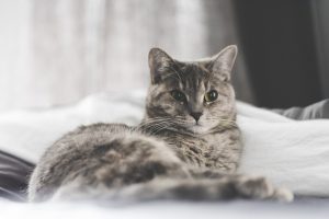 Ентерит у кішок / котів.