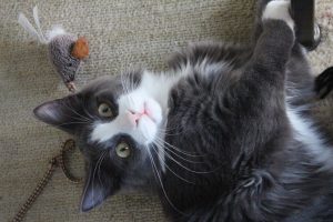Іграшки для котів / кішок / кошенят.