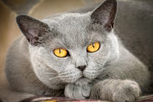 Кров в калі у кішки чи кота.