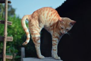 Навіщо кішки / коти точать пазурі / кігті?
