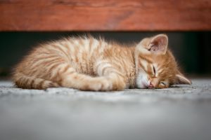 Поширені хвороби кошенят.