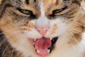 Стоматит у котів / кішок.