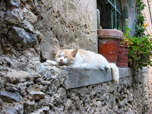 Струс мозку у кішки / кота.