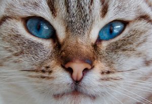 Як і чим промити очі кішці / коту чи кошеняті?