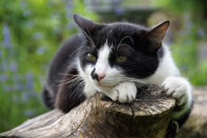 Як відгодувати кота чи кішку?
