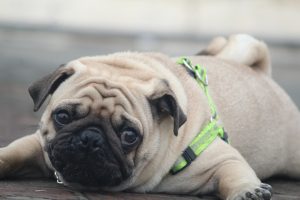 Які породи собак схильні до набору зайвої ваги?