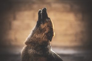 Чому собака виє: причини та що робити?