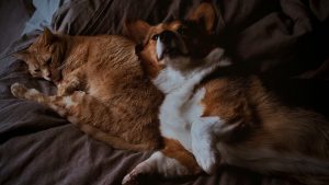 Чи можна собакам котячий корм?
