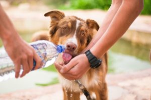 Скільки води на день повинен пити собака?