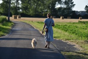 Як гуляти із собакою під час тічки?