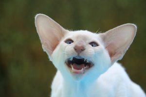 Як правильно чистити вуха кішці / коту?