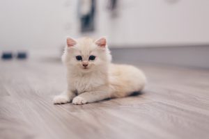 Чому кошеня або кішка лягає і спить у лотку?