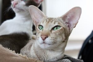 Чому у кішки чи кошеня брудні вуха?