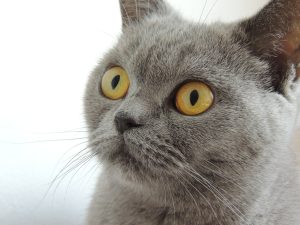 Чому у кішок / котів розширюються зіниці: 11 причин.