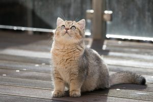 Чому у кошеня чи кішки сіпається спина?