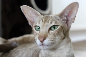 Чому у кота чи кішки гарячі вуха: 18 причин.