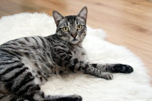 Гідронефроз у кішок / котів.