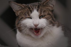 Гінгівіт у кішок / котів.