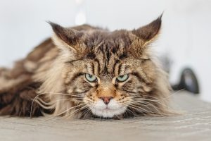 Гломерулонефрит у котів / кішок.