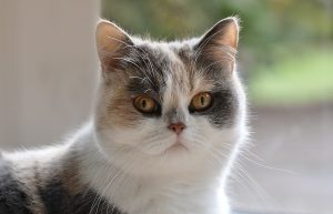Коти-метиси: хто це такі?