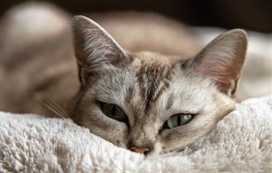 Полікістоз у кішок / котів.