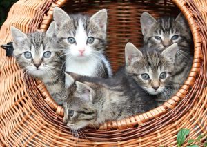 Як доглядати за кошеням?