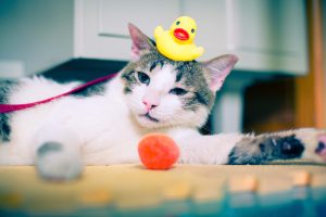 Як купати кошеня вперше?