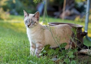 Як привчити кошеня чи кішку до вулиці?