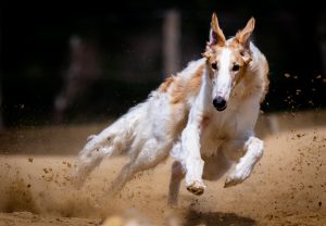 З якою швидкістю бігають собаки?