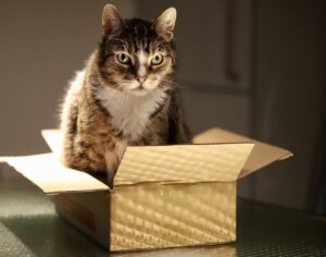 Чому кішки / коти так люблять коробки та пакети?